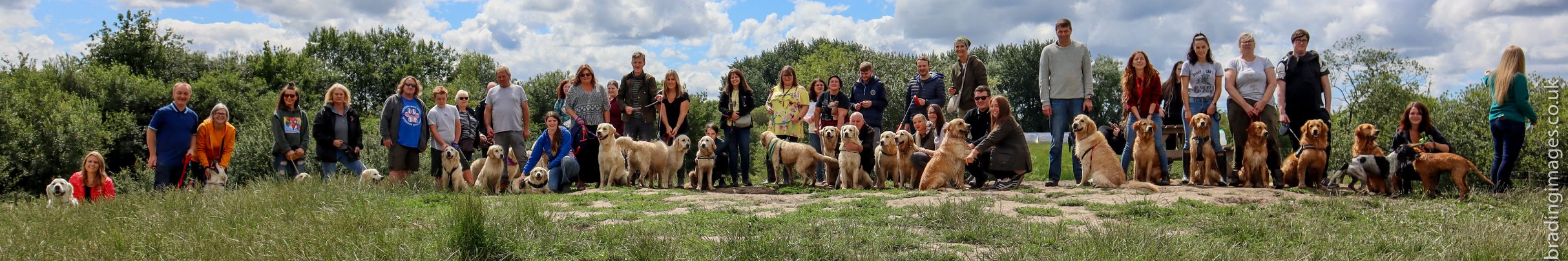 Golden Retriever - Cadishead Meet up - Sunday 23rd august